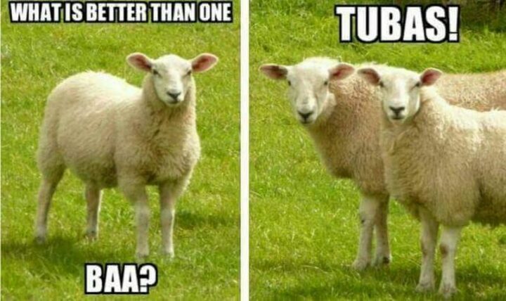"What is better than one baa? Tubas!"