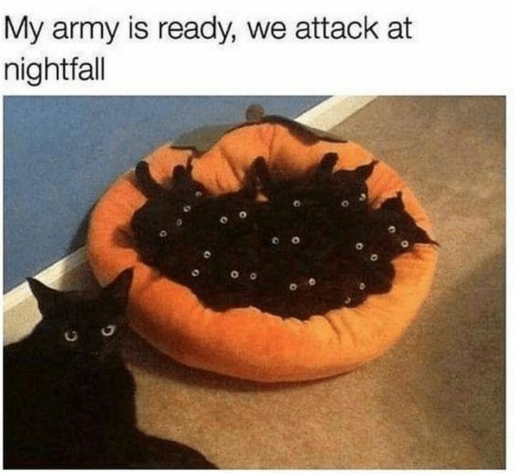 "My army is ready, we attack at nightfall."