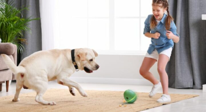 5 Reasons Why the Wicked Egg Is the Best Interactive Pet Toy