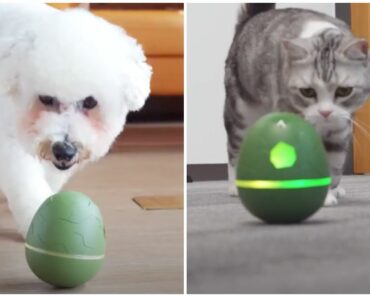 5 Reasons Why the Wicked Egg Is the Best Interactive Pet Toy