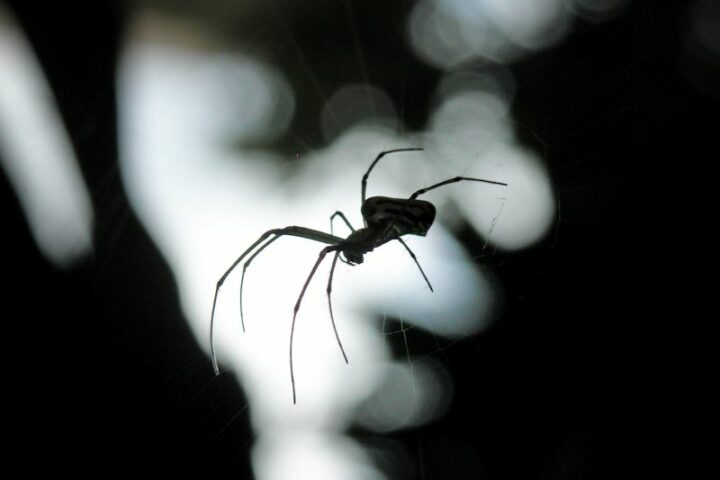 11 Awesome Spider Facts You Need to Know.