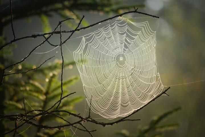 The majority of spiders spin webs to capture prey, but not all do.