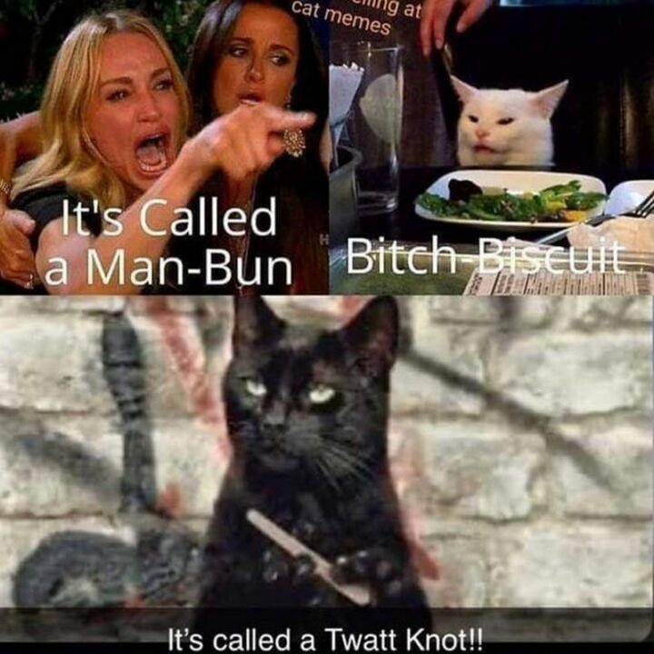 37 Woman Yelling at a Cat Memes - "It's called a man-bun. [censored]-biscuit. It's called a [censored]-knot!!"