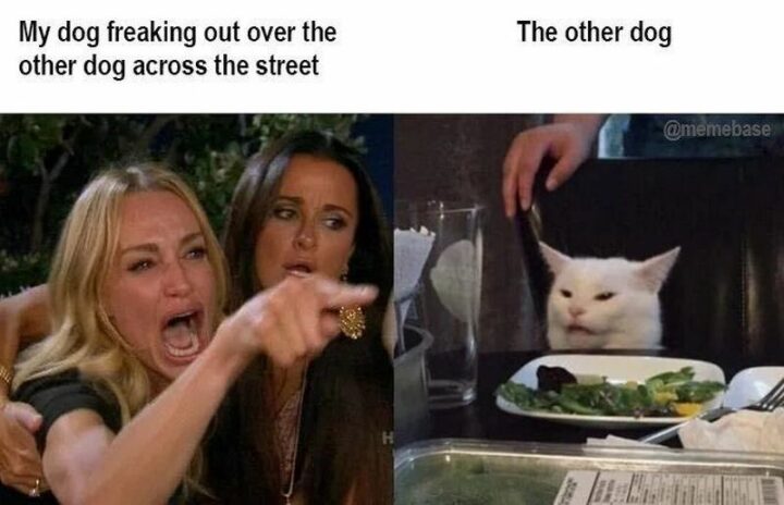 37 Woman Yelling at a Cat Memes - "My dog freaked out over the other dog across the street. The other dog."