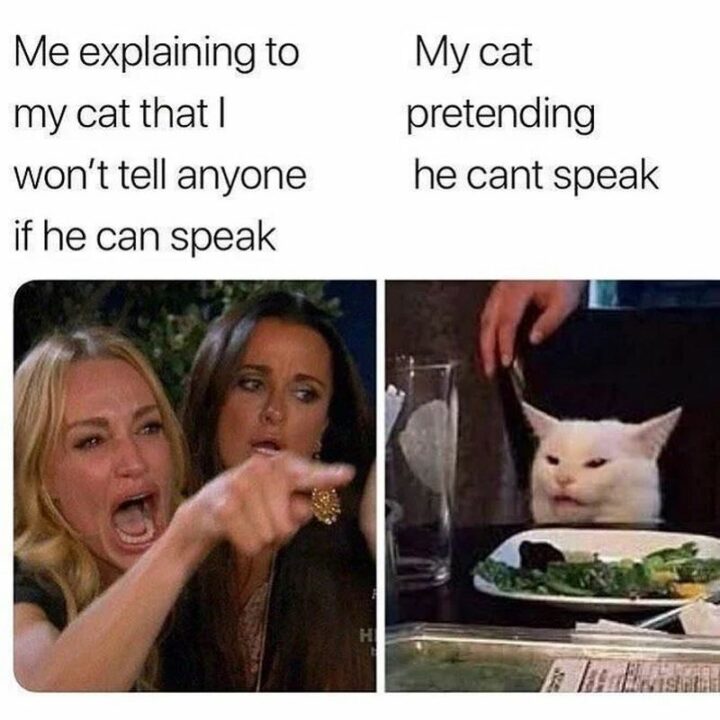 37 Woman Yelling at a Cat Memes - "Me explaining to my cat that I won't tell anyone if he can speak. My cat pretending he can't speak."