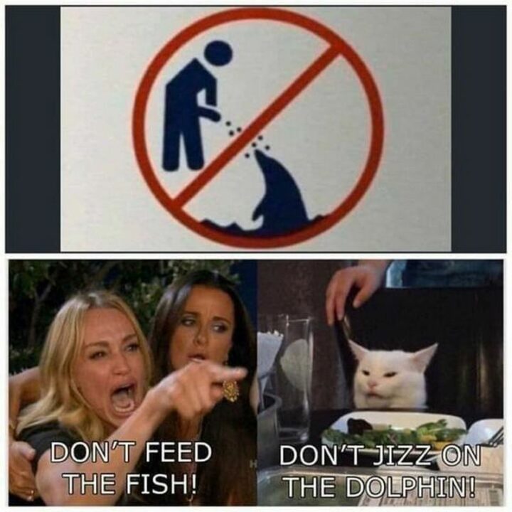37 Woman Yelling at a Cat Memes - "Don't feed the fish! Don't jizz on the dolphin!"
