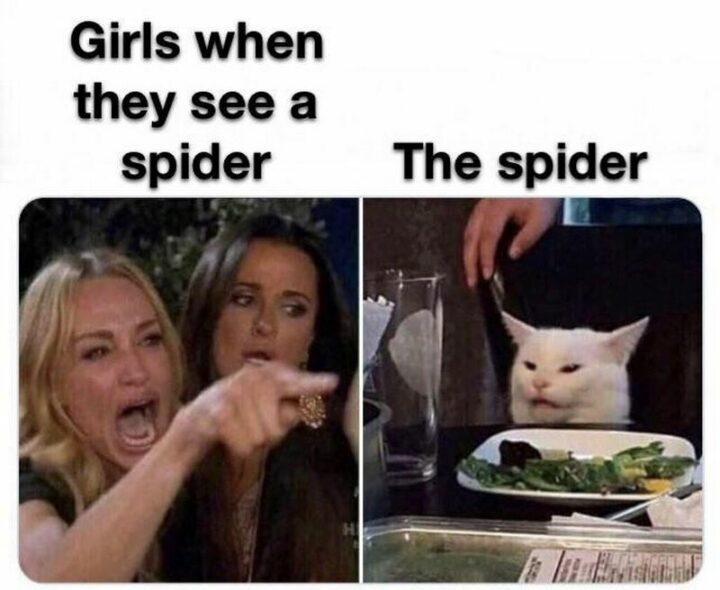 37 Woman Yelling at a Cat Memes - "Girls when they see a spider. The spider."