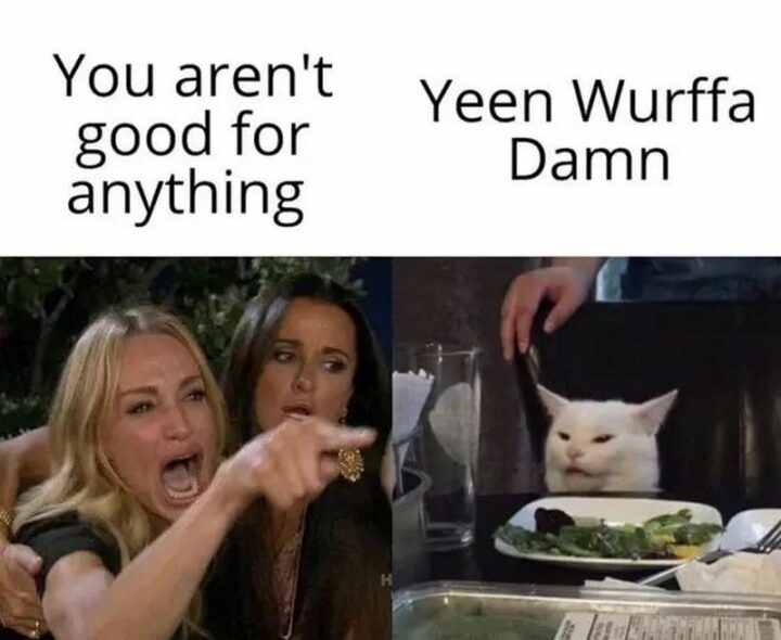 37 Woman Yelling at a Cat Memes - "You aren't good for anything. Yeen Wurffa Damn."
