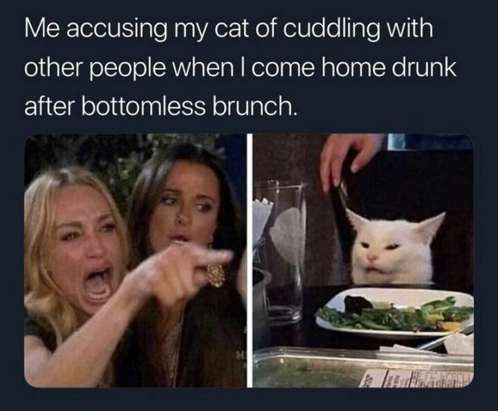 37 Woman Yelling at a Cat Memes - "Me accusing my cat of cuddling with other people when I come home drunk after bottomless brunch."