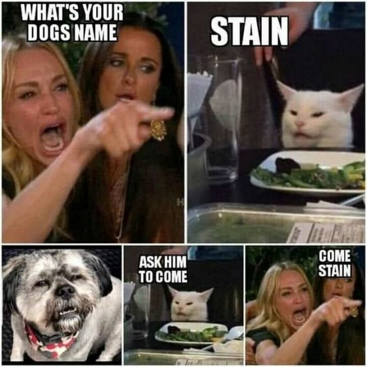37 Woman Yelling at a Cat Memes - "What's your dog's name? Stain. Ask him to come. Come Stain."