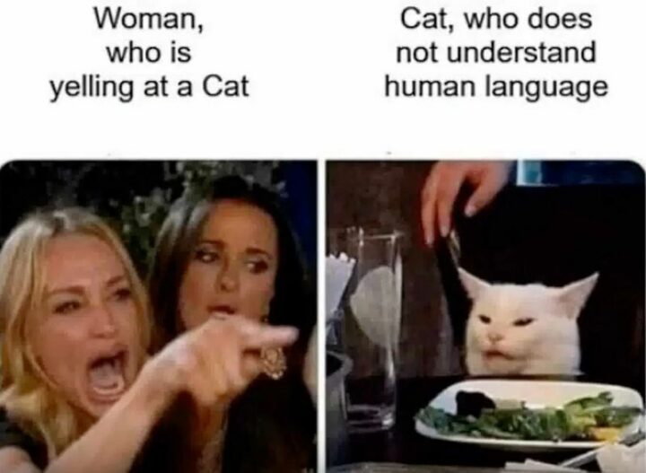 "Woman, who is yelling at a cat. Cat, who does not understand human language."