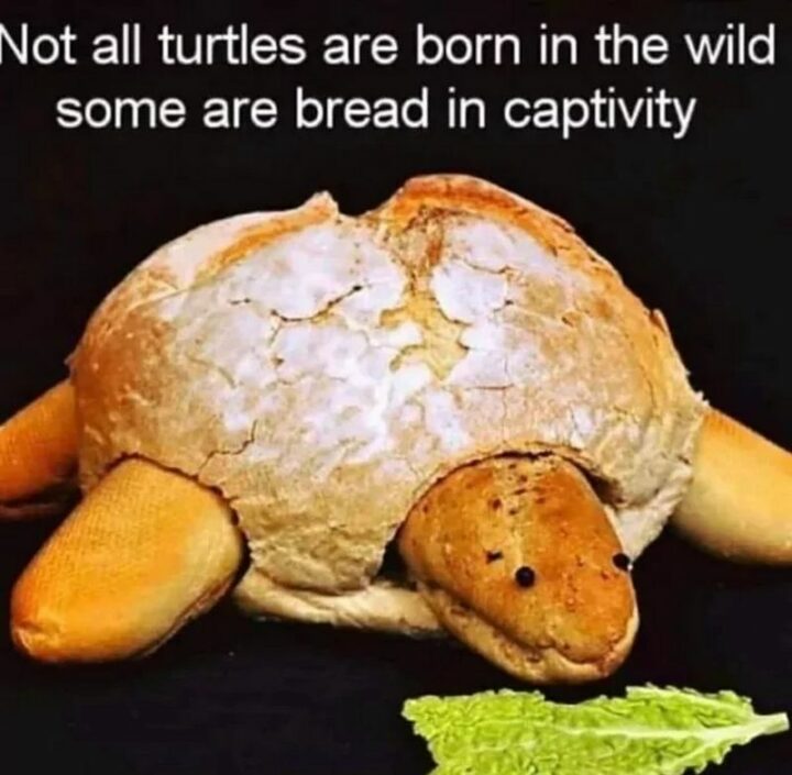 "Not all turtles are born in the wild. Some are bread in captivity."