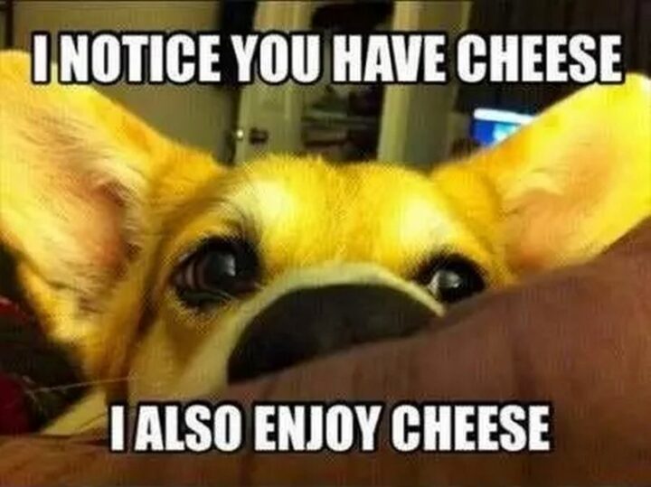 "I notice you have cheese. I also enjoy cheese."