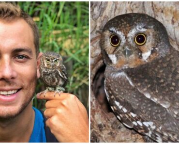 The Tiny But Mighty Elf Owl