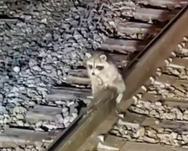 A Chilly Raccoon Stuck on a Railroad Track Gets Rescued