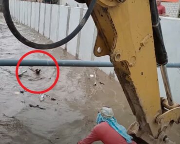 Heroic Construction Workers Rescue Dog From Drowning in Irrigation Channel