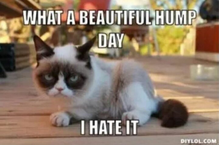 59 Hump Day Memes - "What a beautiful hump day. I hate it."
