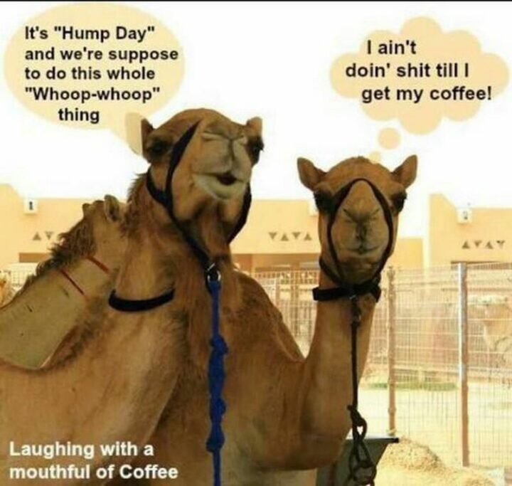 59 Hump Day Memes - "It's 'Hump day' and we're supposed to do this whole 'Whoop-whoop' thing. I ain't doin' [censored] till I get my coffee!"