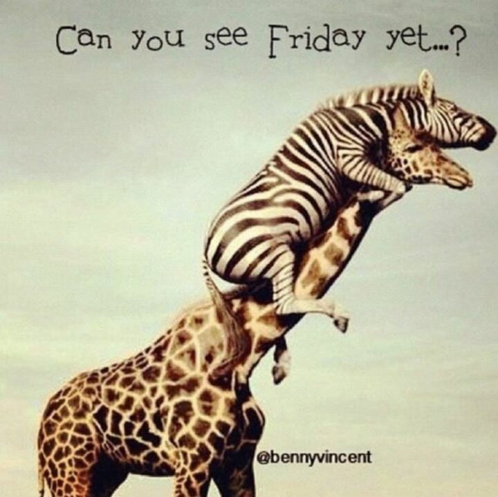 59 Hump Day Memes - "Can you see Friday yet...?"