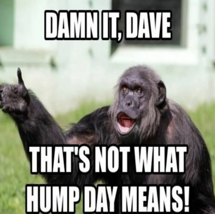 59 Hump Day Memes - "Damn it, Dave. That's not what hump day means!"