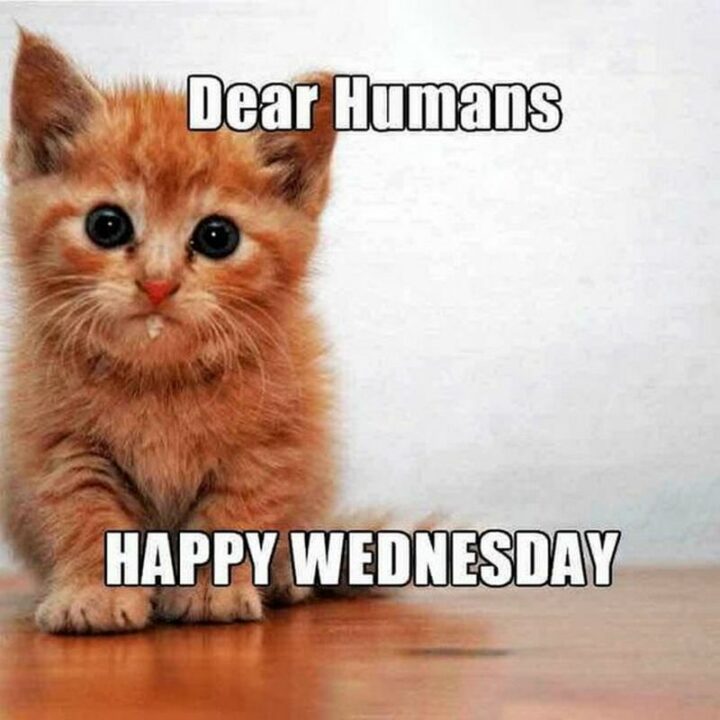 59 Hump Day Memes - "Dear humans, happy Wednesday."