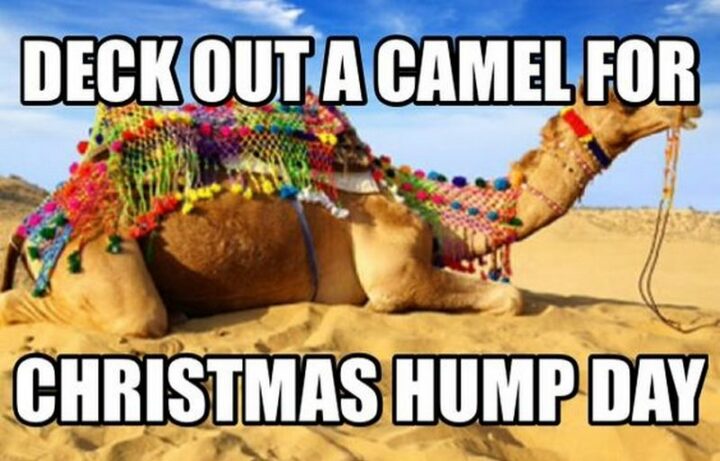 59 Hump Day Memes - "Deck out a camel for Christmas hump day."