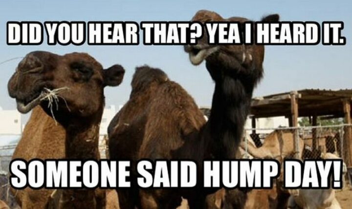 59 Hump Day Memes - "Did you hear that? Yeah, I heard it. Someone said hump day!"