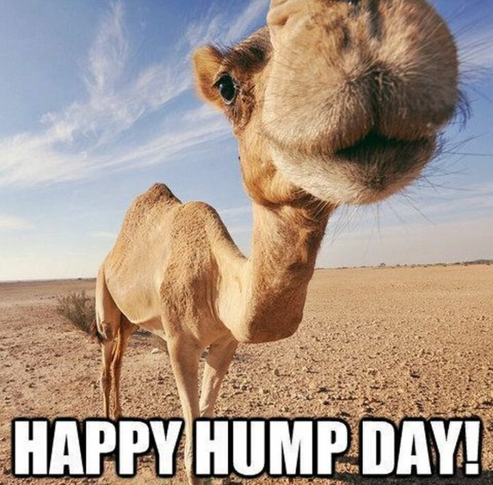 "Happy hump day!"
