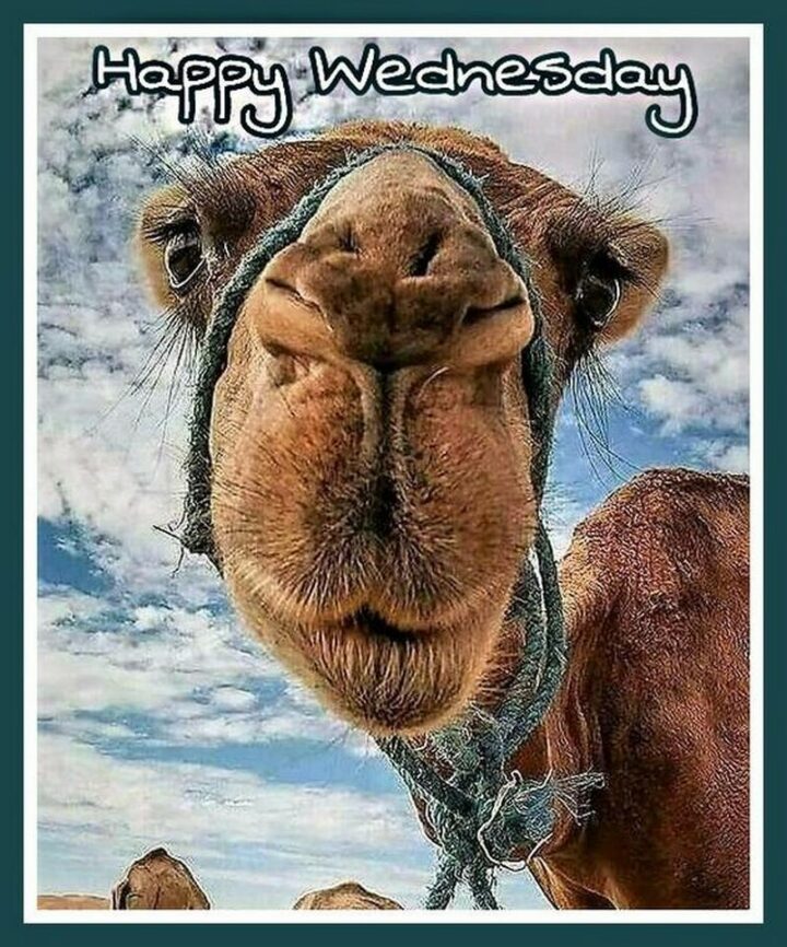 "Happy Wednesday."