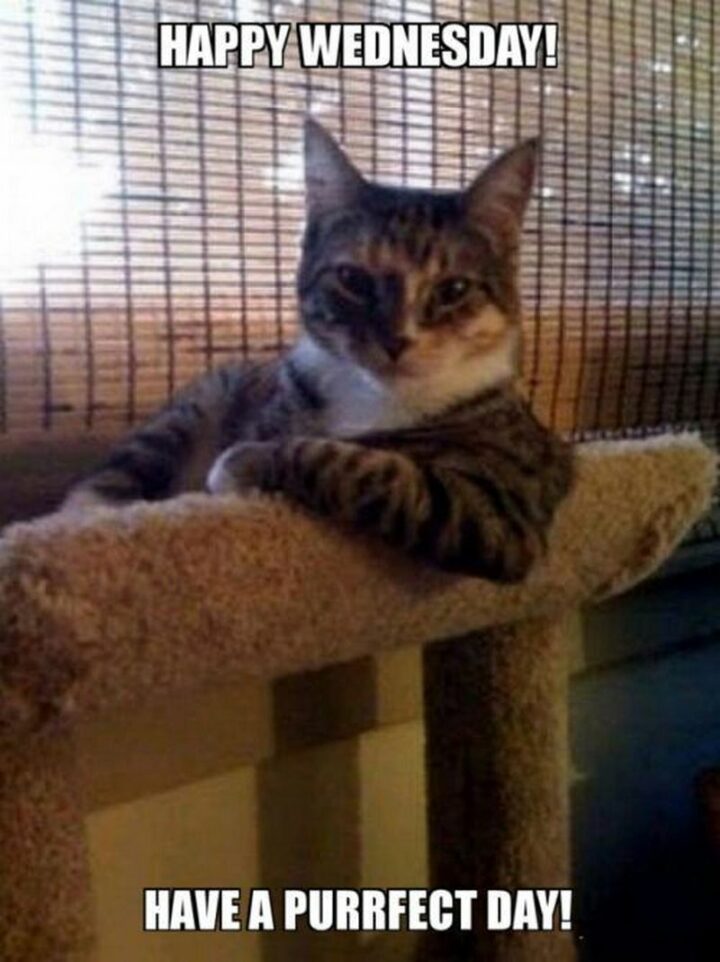 "Happy Wednesday! Have a purrfect day!"