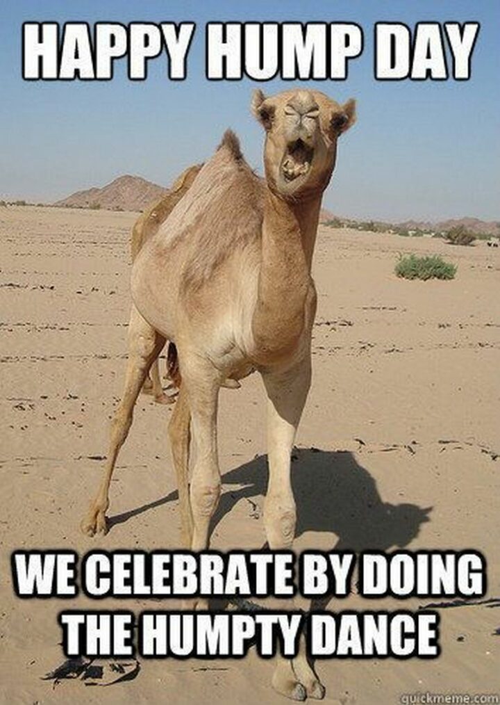 "Happy hump day. We celebrate by doing the Humpty dance."