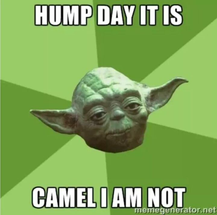 "Hump day it is. A camel I am not."