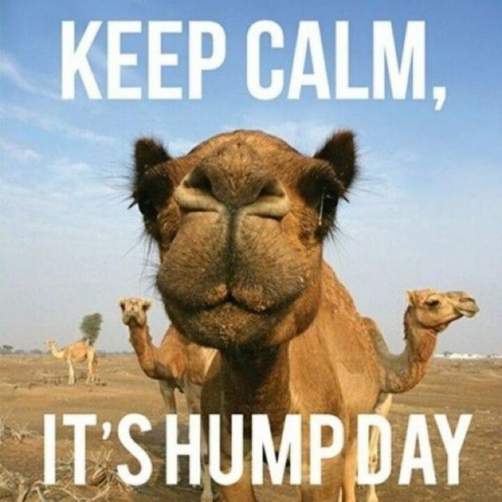 "Keep calm, it's hump day."