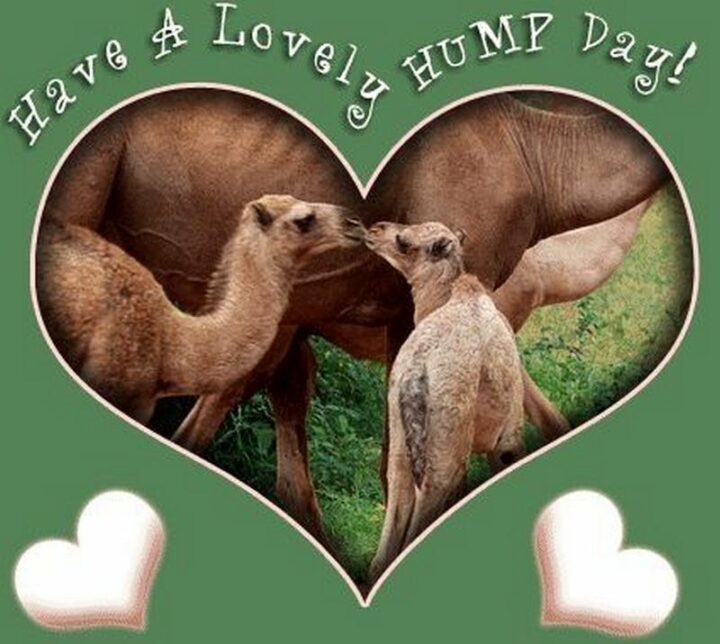 "Have a lovely hump day!"