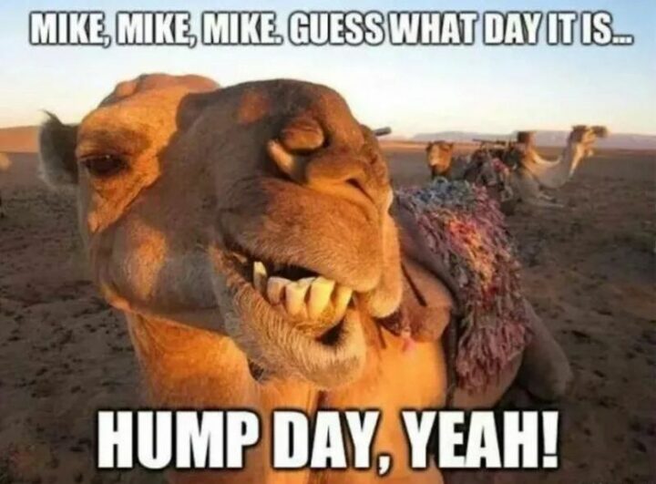 "Mike, Mike, Mike. Guess what day it is...Hump day, yeah!"