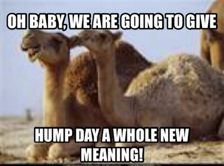"Oh baby, we are going to give hump day a whole new meaning!"