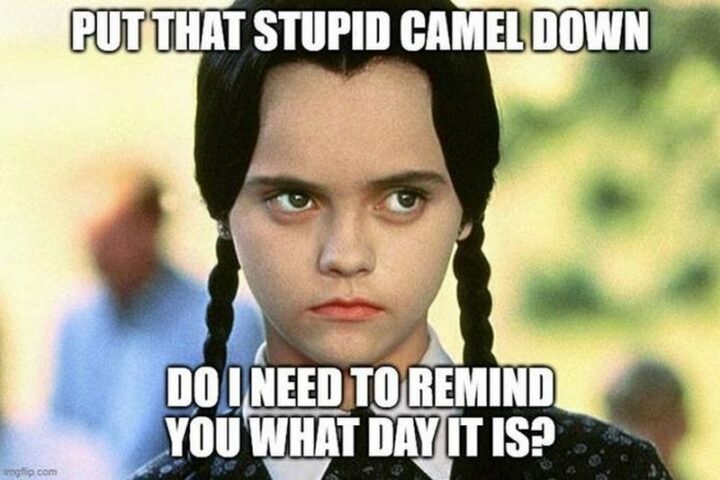 "Put that stupid camel down. Do I need to remind you what day it is?"