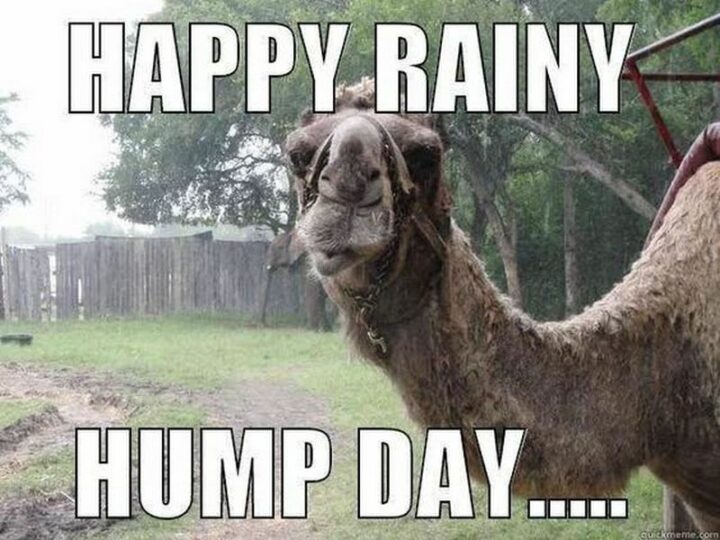 "Happy rainy hump day..."