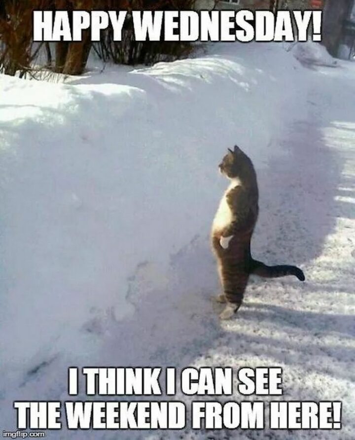 "Happy Wednesday! I think I can see the weekend from here!"