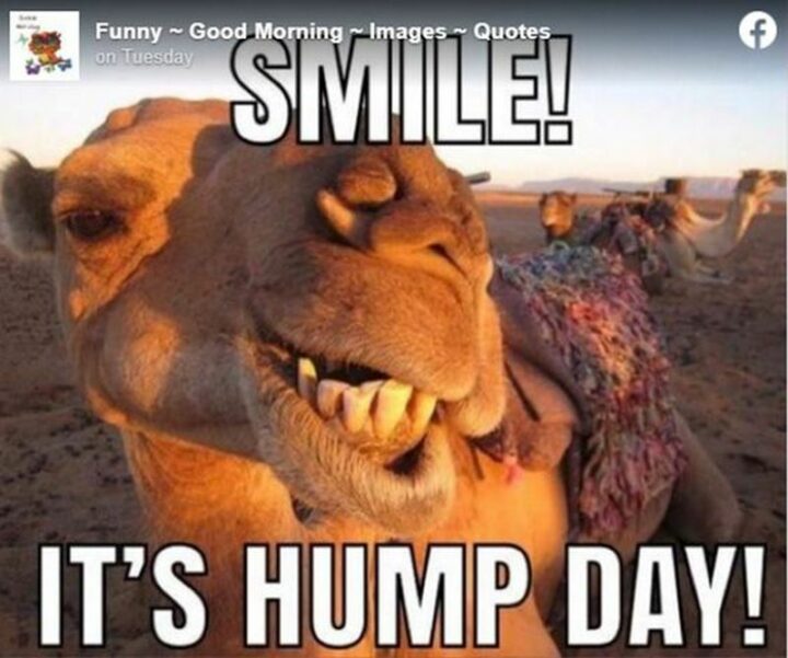 "Smile! It's hump day!"