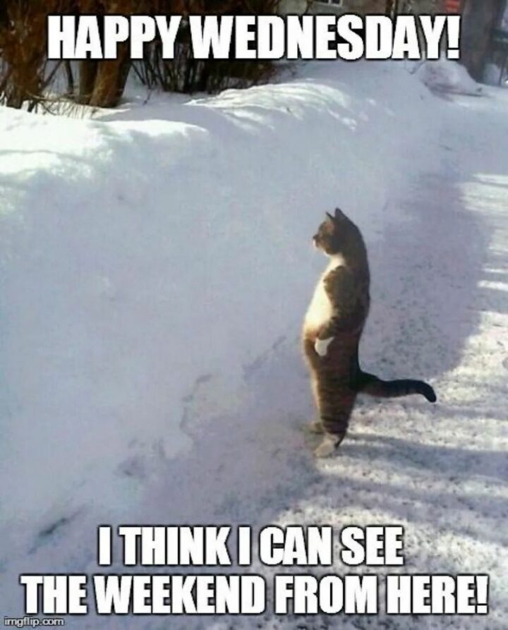 "Happy Wednesday! I think I can see the weekend from here!"
