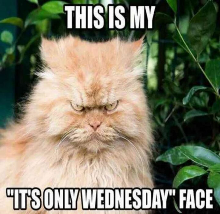 "This is my 'It's only Wednesday' face."