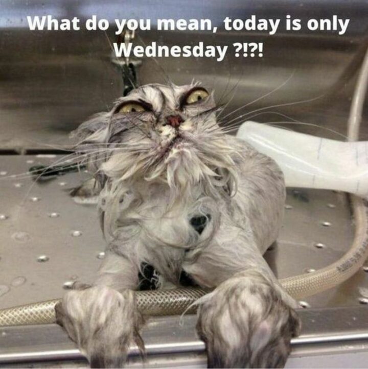 "What do you mean, today is only Wednesday?!?!"