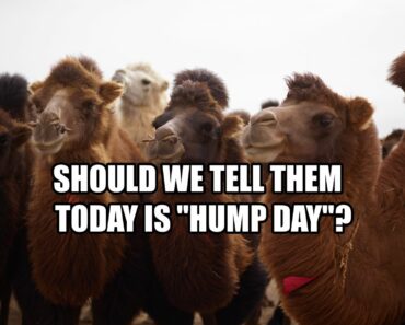 59 Happy Hump Day Memes