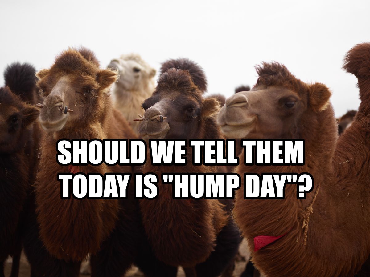 59 Happy Hump Day Memes