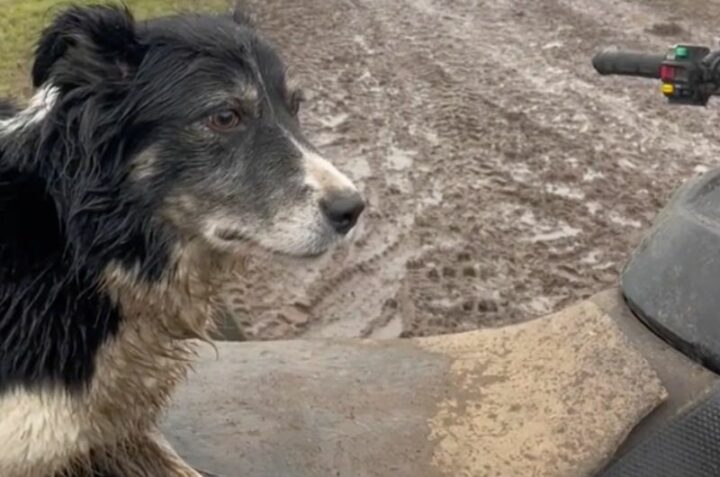 This Working Dog is a Sheep Herding Prodigy!