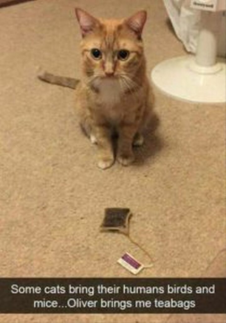 "Some cats bring their humans birds and mice...Oliver brings me teabags."