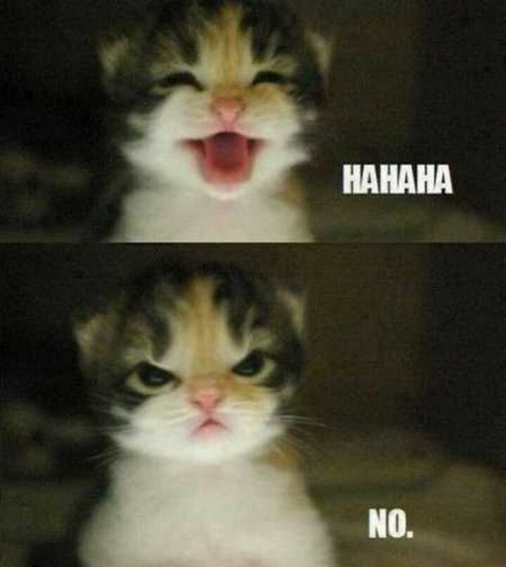 35 Silly Memes - "Hahaha, no."