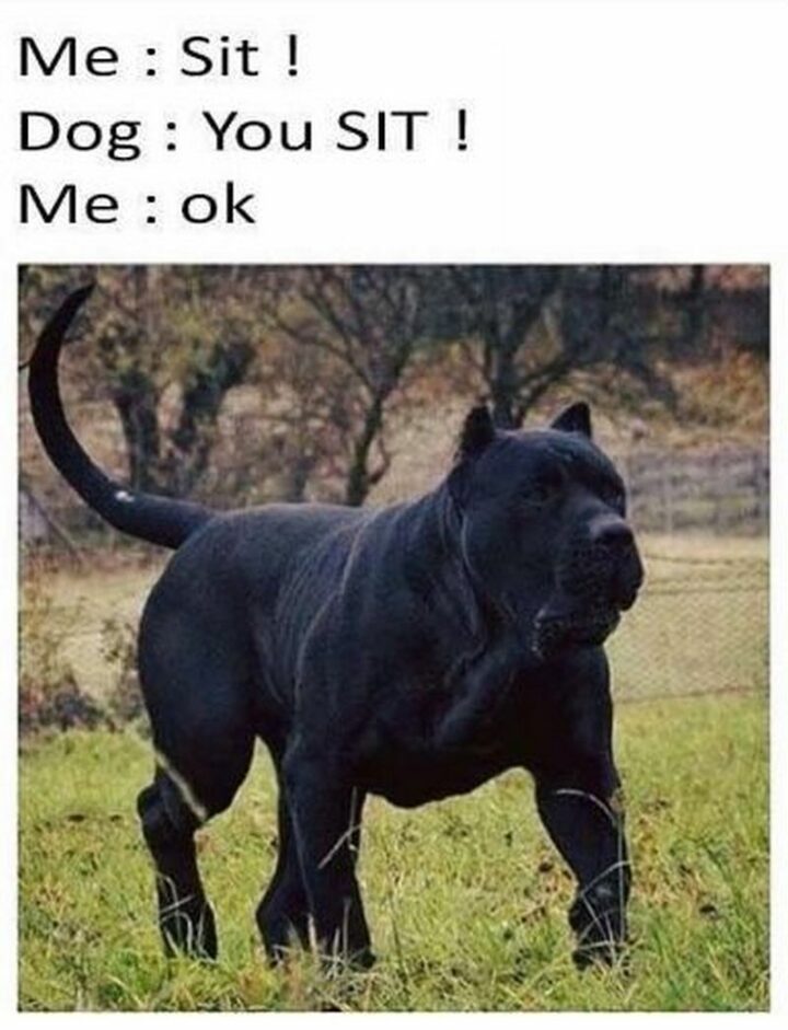 "Me: Sit! Dog: You sit! Me: Ok."