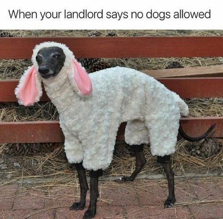 "When your landlord says no dogs allowed."